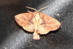 Coxcomb Prominent (Ptilodon capucina)
