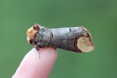Buff-tip (Phalera bucephala)
