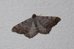 Tawny-barred Angle (Macaria liturata)