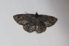 Waved Black (Parascotia fuliginaria)