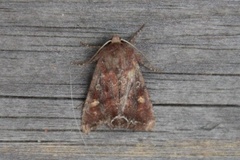 Bright-line Brown-eye (Lacanobia oleracea)