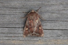 Hagelundfly (Lacanobia oleracea)