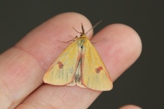Clouded Buff (Diacrisia sannio)