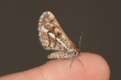 Bordered White (Bupalus piniaria)