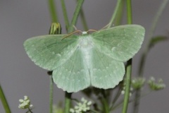 Large Emerald (Geometra papilionaria)