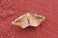 Lilac Beauty (Apeira syringaria)