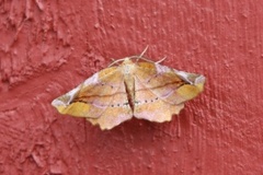 Fagermåler (Apeira syringaria)