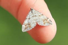 Manchester Treble-bar (Carsia sororiata)