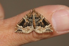The Phoenix (Eulithis prunata)