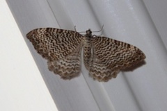 Scallop Shell (Rheumaptera undulata)