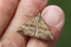 Neslenebbfly (Hypena proboscidalis)