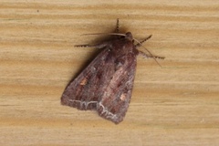 Bright-line Brown-eye (Lacanobia oleracea)