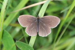 Ringlet (Aphantopus hyperantus)