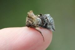 The Spectacle (Abrostola tripartita)