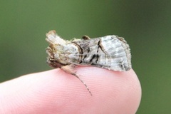 The Spectacle (Abrostola tripartita)