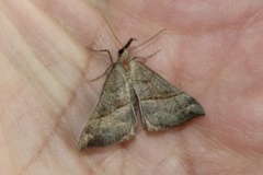 Snout (Hypena proboscidalis)