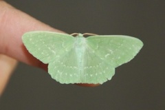 Large Emerald (Geometra papilionaria)