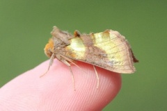 Burnished Brass (Diachrysia chrysitis)