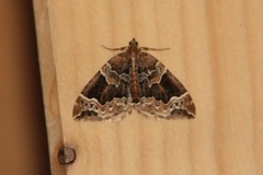 The Phoenix (Eulithis prunata)