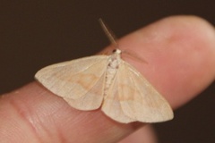 Barred Red (Hylaea fasciaria)