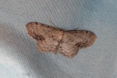 Flekkengmåler (Idaea dimidiata)