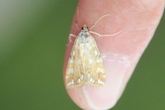 Brown China-mark (Elophila nymphaeata)