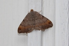 Tawny-barred Angle (Macaria liturata)