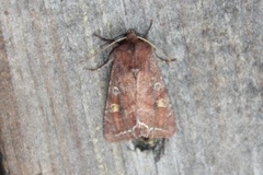 Bright-line Brown-eye (Lacanobia oleracea)