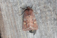 Hagelundfly (Lacanobia oleracea)