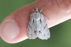 Grey Dagger (Acronicta psi)