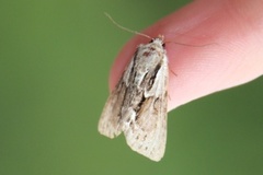 The Saxon (Hyppa rectilinea)