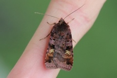 Rødfrynset teglfly (Diarsia brunnea)