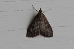 Dusky Pearl (Udea prunalis)