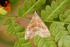 Snout (Hypena proboscidalis)