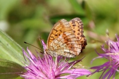 Lesser Marbled Fritillary (Brenthis ino)