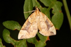 Blåbærmåler (Eulithis populata)