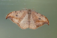 Pebble Hook-tip (Drepana falcataria)
