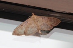 Mother of Pearl (Patania ruralis)