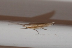 Ypsolopha nemorella