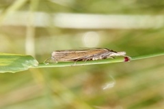 Pearl Veneer (Agriphila straminella)