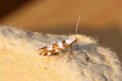 Gold-ribbon Argent (Argyresthia brockeella)