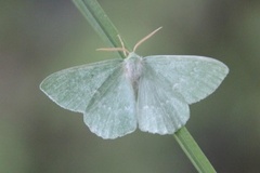 Kjempebladmåler (Geometra papilionaria)