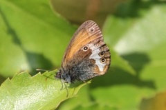 Pearly Heath (Coenonympha arcania)
