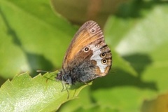 Perleringvinge (Coenonympha arcania)