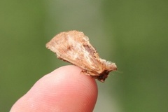 Kameltannspinner (Ptilodon capucina)
