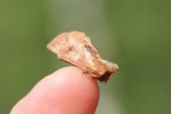Coxcomb Prominent (Ptilodon capucina)