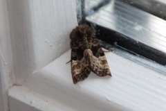 Small Angle Shades (Euplexia lucipara)