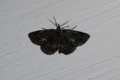 Waved Black (Parascotia fuliginaria)