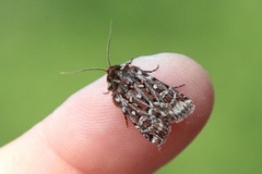 Røsslyngfly (Lycophotia porphyrea)