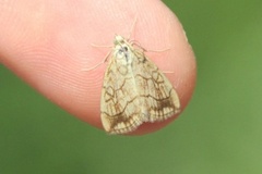 Chequered Straw (Evergestis pallidata)